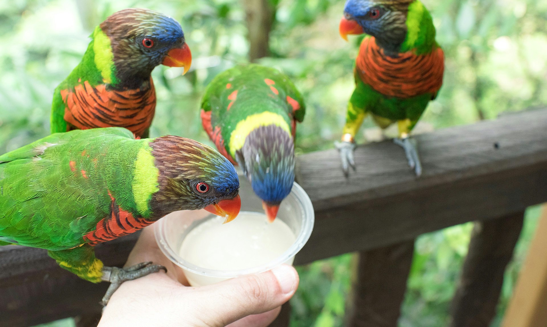 Bird Paradise Singapore | Zones, Timings, Dining And More!